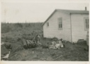 Image of Dogs, tied and resting
